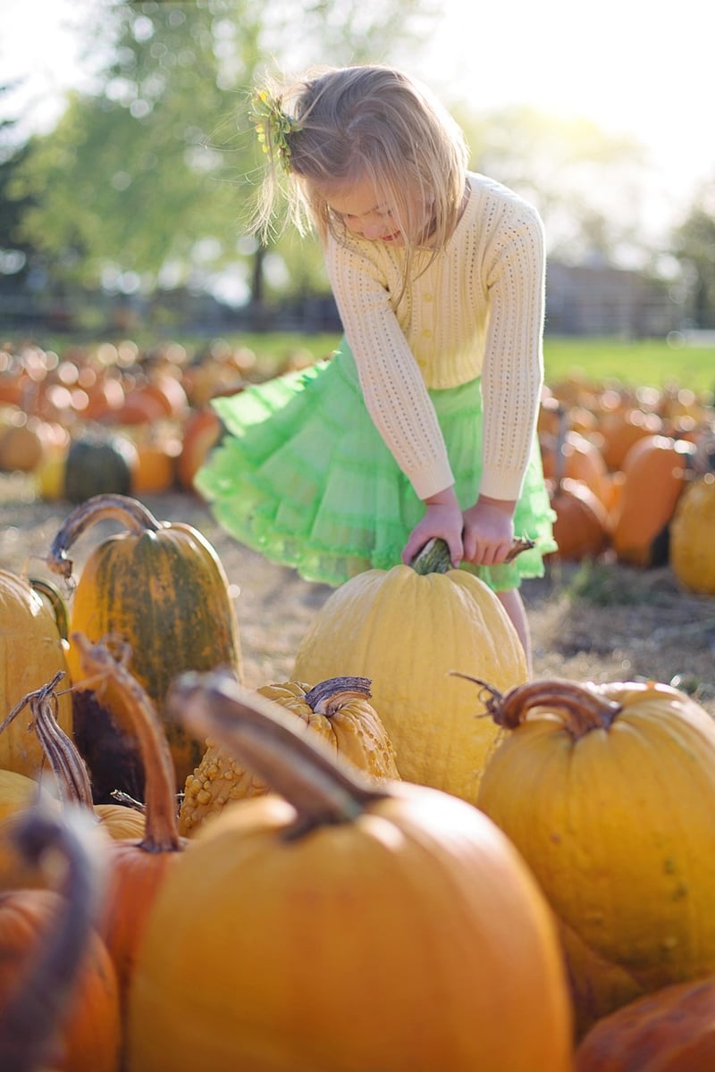 Pumpkin Dish